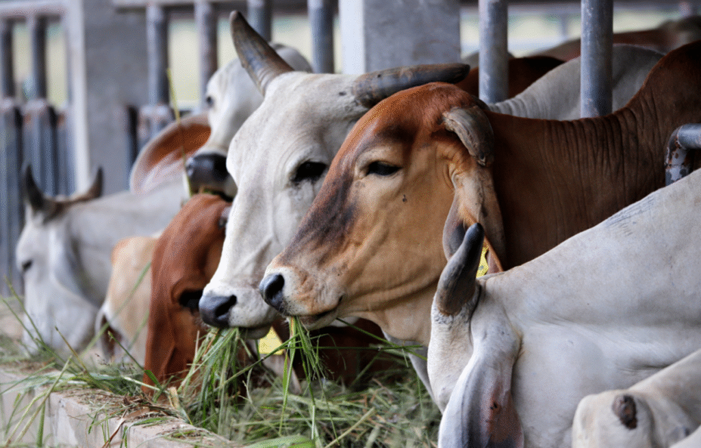 Annual Qurbani Project